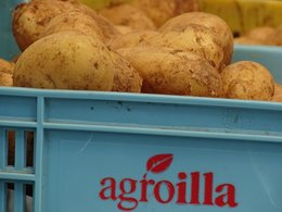 Mehrere Kartoffeln liegen zusammen in einer blauen Kiste mit der roten Aufschrift: agroilla.