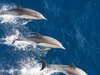 Drei springende Delfine.