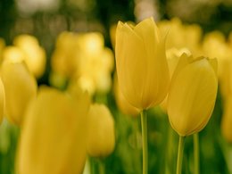 Gelbe Tulpen kündigen den Frühling an.