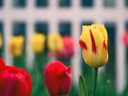 Rote und gelbe Tulpen kündigen den Frühling an.