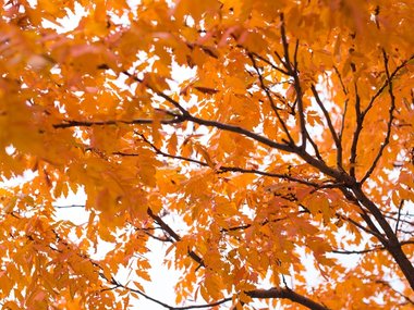 Ein Ast mit orangenen Herbstblättern.