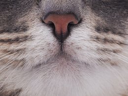Die Nase einer Katze.