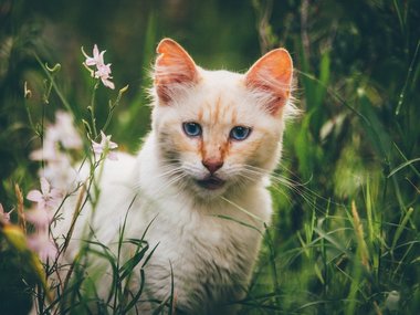 Eine helle Katze mit blauen Augen sitzt im hohen Gras.
