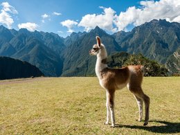 Ein junges Lama in den Bergen von Südamerika.