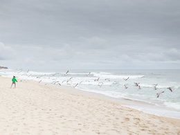 Ein Strand mit einem Kind und zahlreichen Möwen.