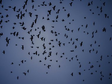 Ein Scharr von schwarzen Vögeln am Himmel.
