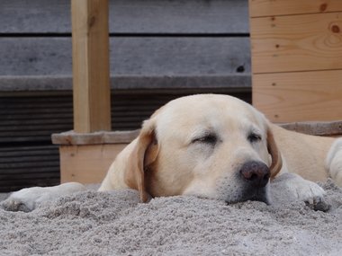 Ein schlafender Golden Retriever mit abgelegtem Kopf und Vorderpfoten im Sand von einem Strand.