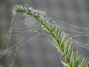 Ein Spinnennetz mit Tau an einem grünen Busch.