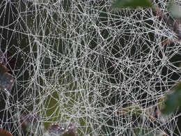 Ein Spinnennetz mit Tau an einem grünen Busch.