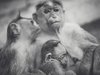 Eine Affenfamilie kuschelt sich zusammen.