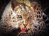 Das mit einer Bildbearbeitungssoftware optimierte Foto eines angreifenden Leoparden in Südafrika.
