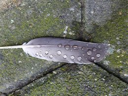 Eine graue Feder mit Regentropfen liegt auf einem moosigen Steinboden.
