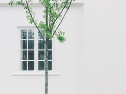 Ein weißes Sprossenfenster mit einem dünnen Baum davor.