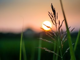 Firmenimage: Ein paar Gräser im Sonnenuntergang symbolisiert das Thema Nachhaltigkeit.