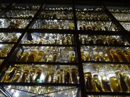 In einem gläsernen Raum stehen unzählige Gläser gefüllt mit eingelegten Fischen aus der ganzen Welt.