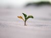 Gründungsradar 2018: Eine keimende grüne Pflanze symbolisert die Gründung eines Startup-Unternehmens.