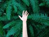 Eine Hand wird hochgehalten vor grünen Farn.