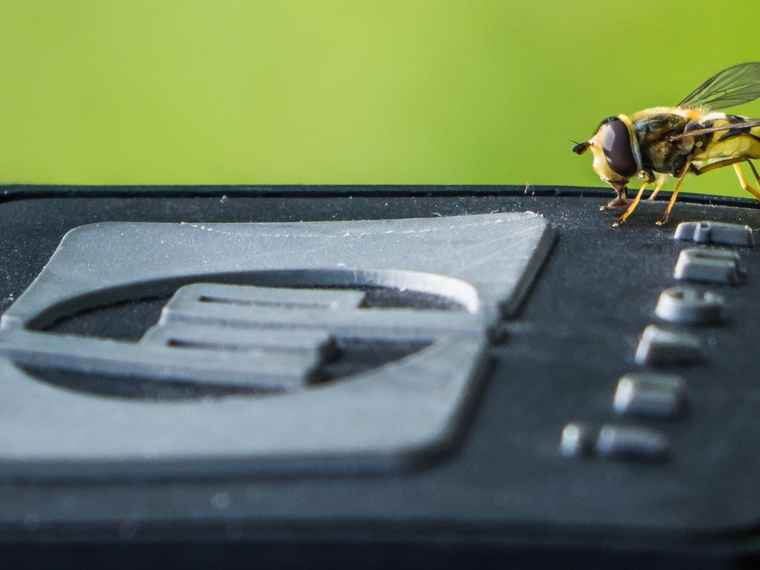 Eine Wespe sitzt auf einem Drucker der Firma HP.