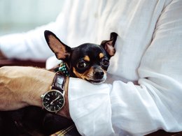 Ein Hund kuschelt auf dem Arm eines sitzenden Mannes mit weißem Hemd und einer Armbanduhr.