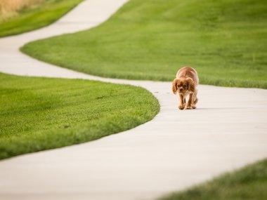 Ein kleiner Hund auf einem verschlungenen Weg in einer Wiese.