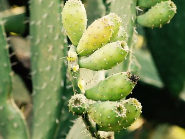 Ein grüner Kaktus.