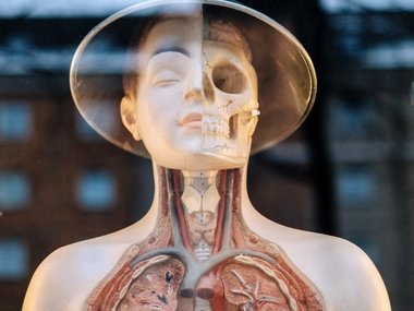 Ein Oberkörper aus Plastik mit geöffnetem Inneren als medizinisches Anschauungsmaterial.