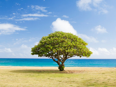 Klimaschutz: Ein wunderschöner grüner Baum am Strand vor blauem Meer symbolisiert das Thema Nachhaltigkeit.