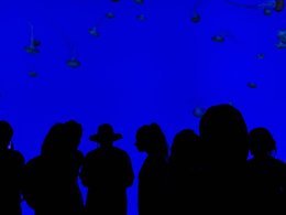 Dunkle Silouetten von Menschen mit einem Aquarium mit Quallen im Hintergrund.