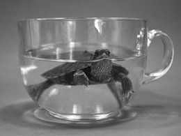 Eine Schildkröte in einer durchsichtigen Teetasse.