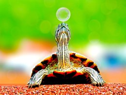 Eine Schildkröte balanciert eine Seifenblase auf der Nase.