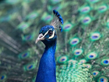 Das Foto von einem Pfau symbolisiert "die Kunst des Selbstmarketings".