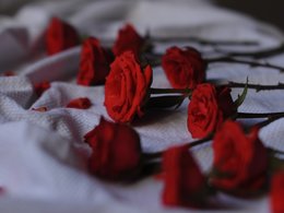 Studentenjob Sargträger: Rote Rosen liegen auf einer weißen Decke auf einem Sarg..