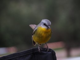 Ein kleiner Vogel mit gelber Brust.