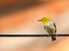 Ein besonderer Vogel mit gelbem Federkleid sitzt auf einer Leitung.