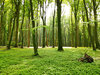 Klimaschutz Shell: Dichter Wald im Sonnenlicht mit komplett grün bewachsenem Boden.