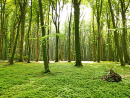 Dichter Wald im Sonnenlicht mit komplett grün bewachsenem Boden.