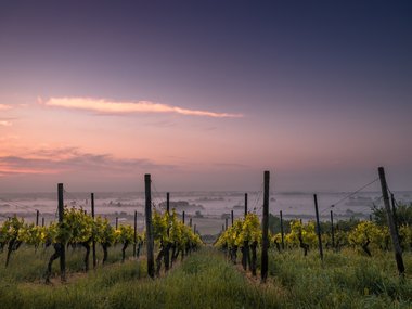 Der Blick über eine Weinanbaulandschaft mit Nebel im Hintergrund.
